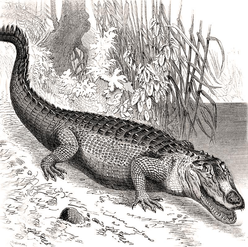 Sketch of an Alligator