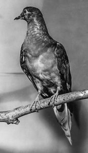 Martha, the last passenger pigeon