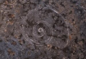 look for fossils in shell shapes (Gastropods-snails & slugs) in the black stone border.